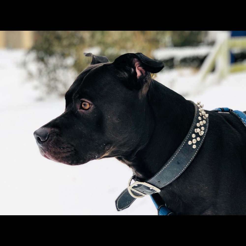 Meet your Posher, Rick